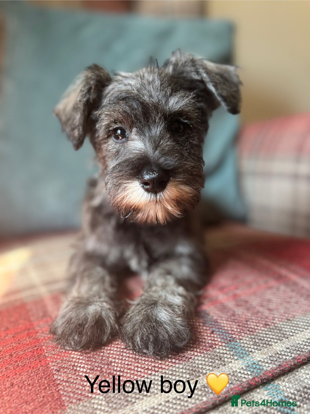 Miniature Schnauzer dogs for sale: KC Registered, health tested, puppies ready now!  - Image 4