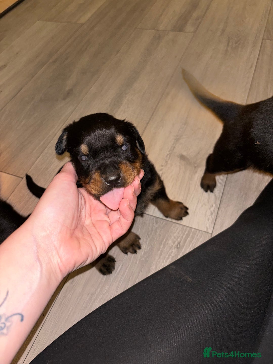 Rottweiler dogs for sale: 7 stunning chunky full breed Rottweilers  - Advert 9