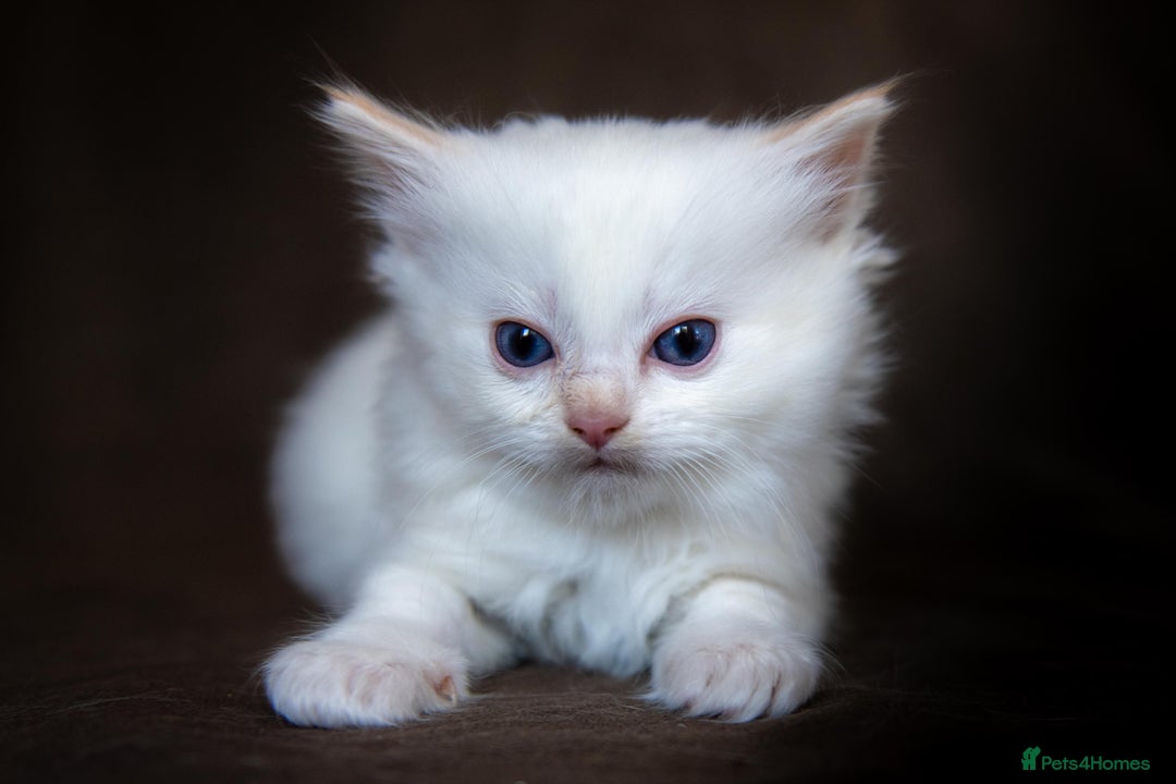 Ragdoll cats for sale: Stunning Ragdolls Ready Dec 24th - Advert 7