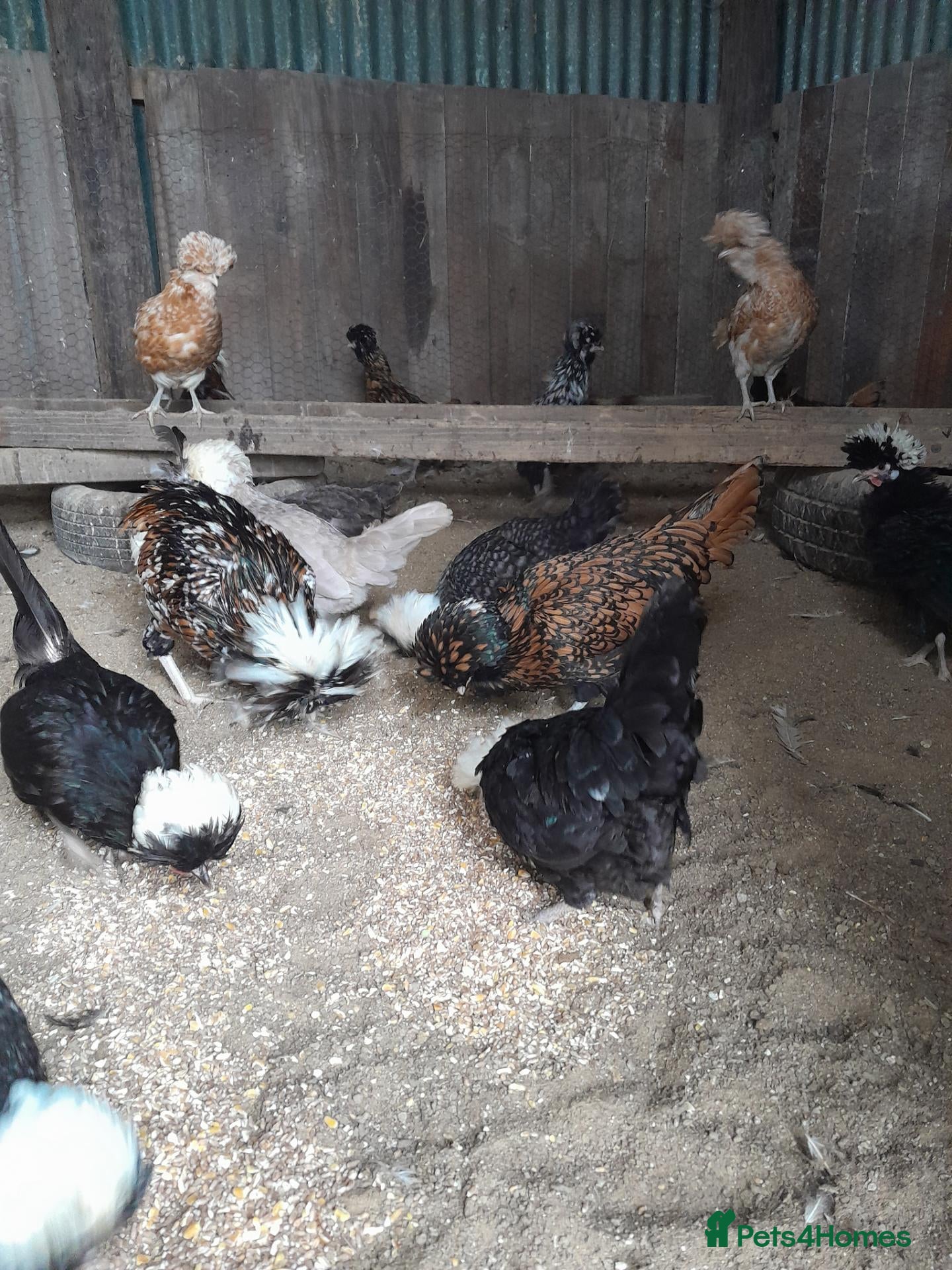 Chickens poultry Polish and Polish Frizzle Bantams  - Advert 2