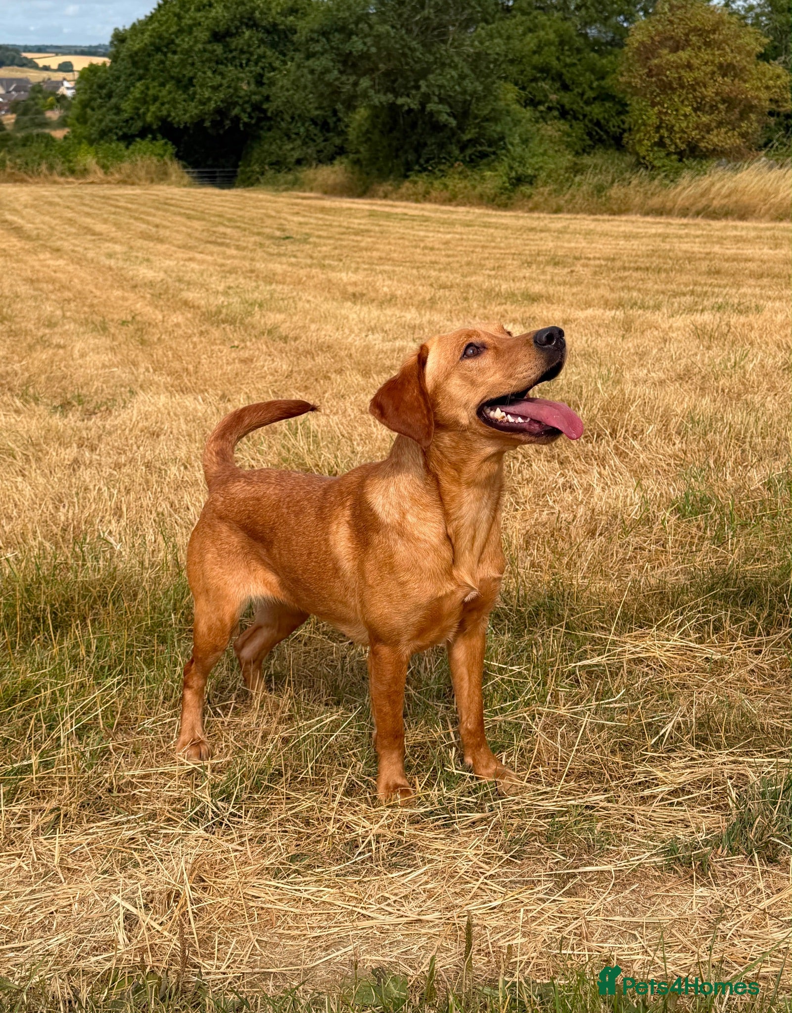 Labrador Retriever dogs KC Labrador Female - Advert 2