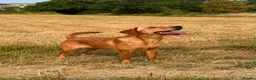 Labrador Retriever dogs for sale: KC Labrador Female in Alfreton - Advert 1