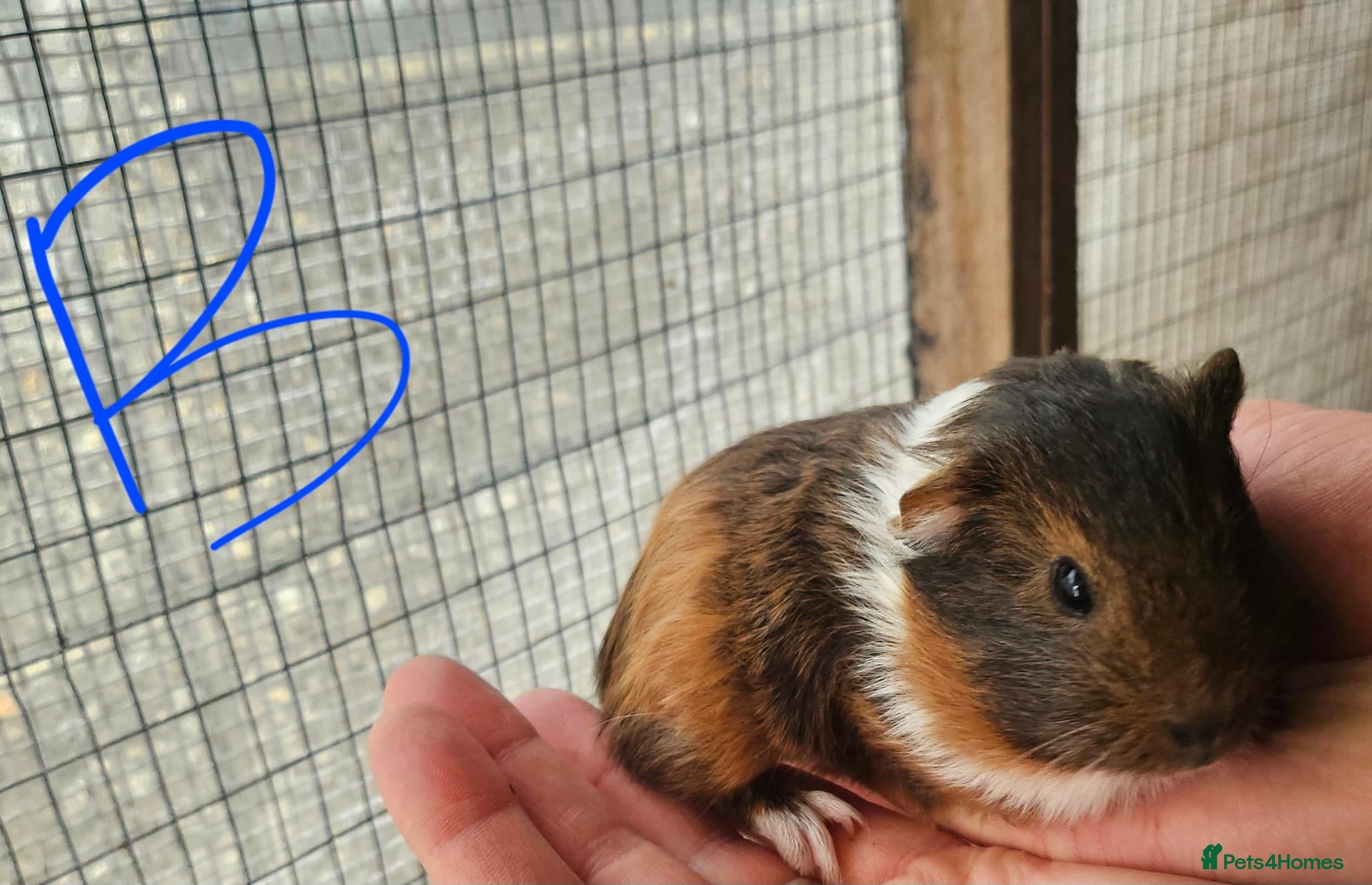 Guinea Pig rodents Male Guinea Pigs - Advert 1