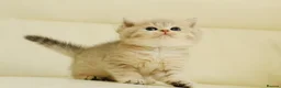 British Shorthair cats for sale: TOP Quality, Rare colors BSH kittens  - Advert 14