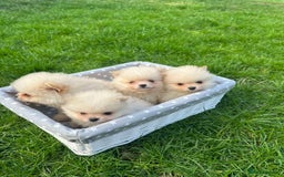 Pomeranian dogs for sale: Adorable Pomeranian Puppies for Sale!  - Image 19