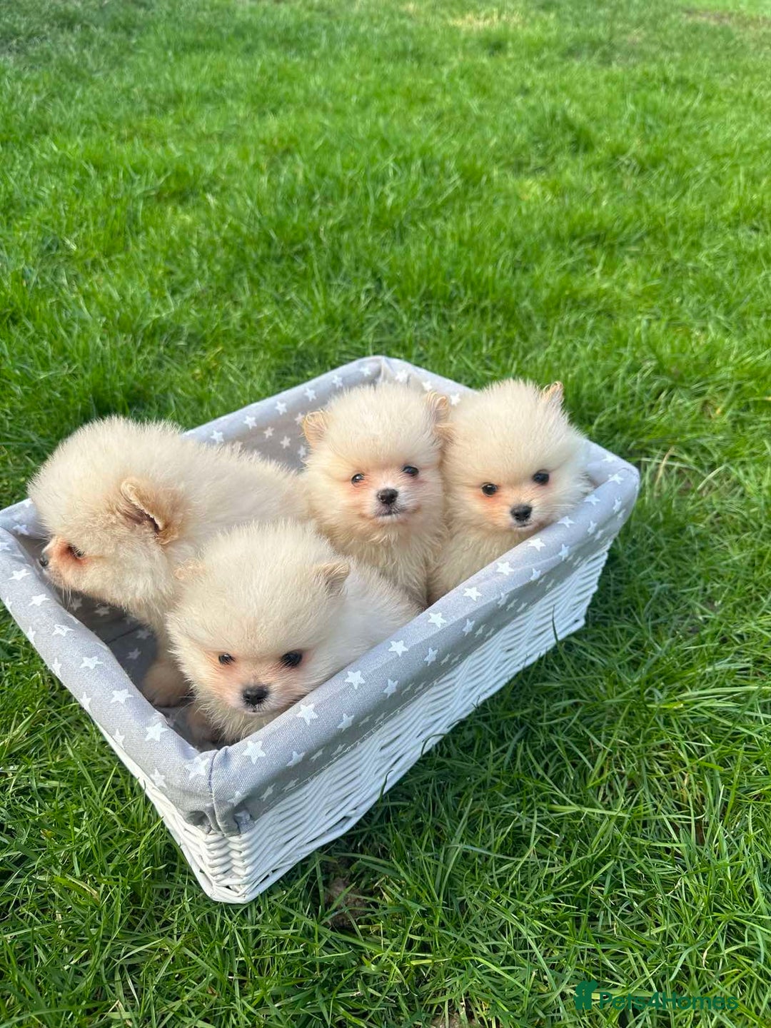 Pomeranian dogs for sale: Adorable Pomeranian Puppies for Sale!  - Image 19
