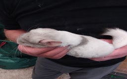 Chinchilla rodents for sale: Beautiful girls  - Image 4