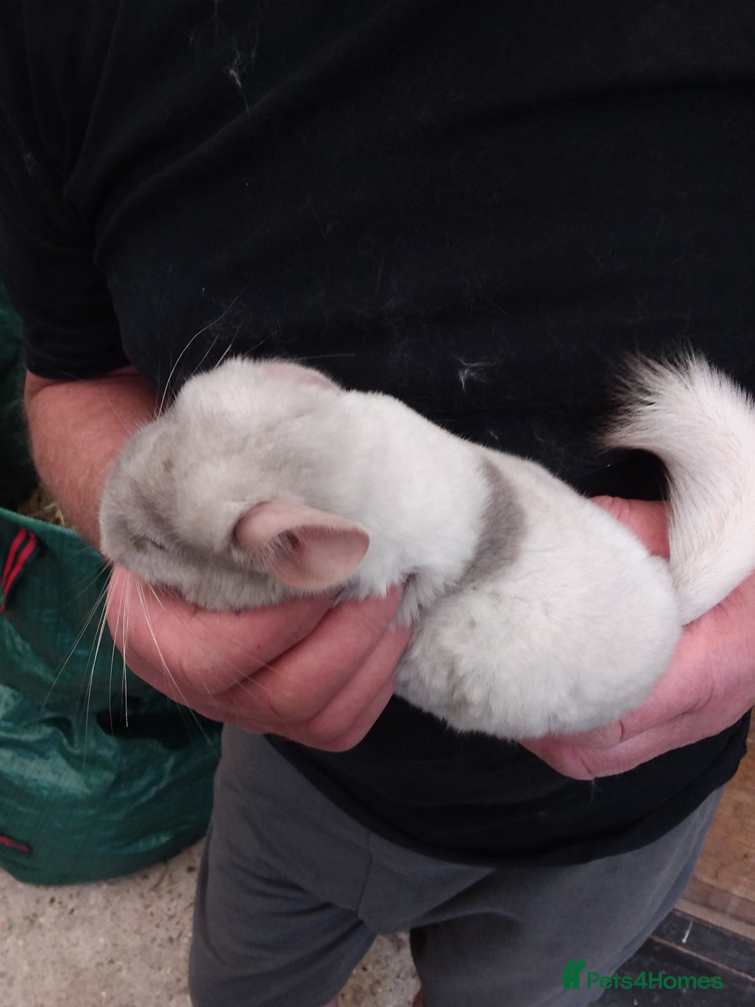 Chinchilla rodents for sale: Beautiful girls  - Image 4