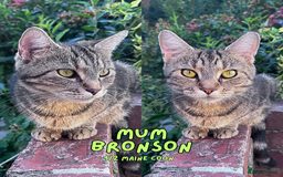 Mixed Breed cats for sale: READY NOW - Black 1/4 Maine Coon Kittens! - Image 4