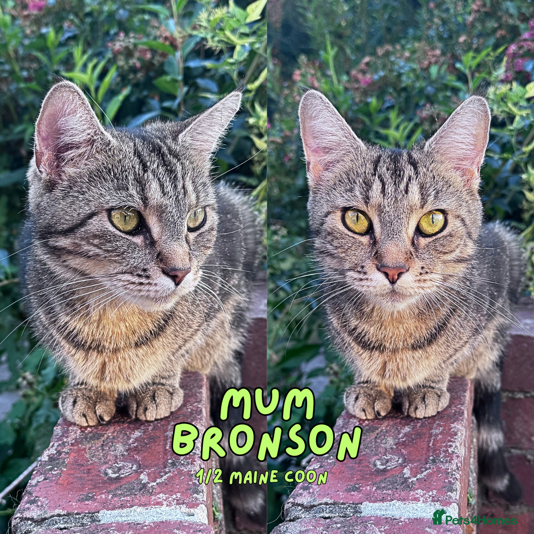 Mixed Breed cats for sale: READY NOW - Black 1/4 Maine Coon Kittens! - Image 4