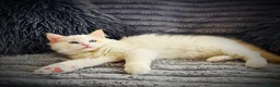 Ragdoll cats for sale: Ragdoll kittens  - Advert 7
