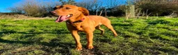 Labrador Retriever dogs for sale: Working line Labrador puppies - Advert 7