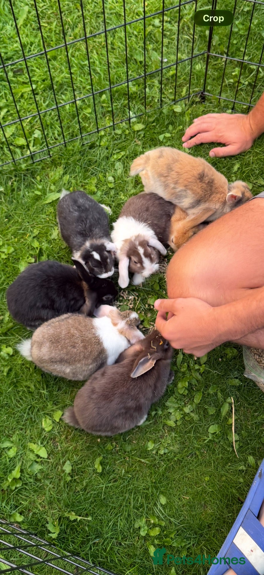 French Lop rabbits French lop kits - Advert 2