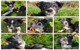 Border Collie dogs for sale: Beautiful Border Collie Pups - Image 3