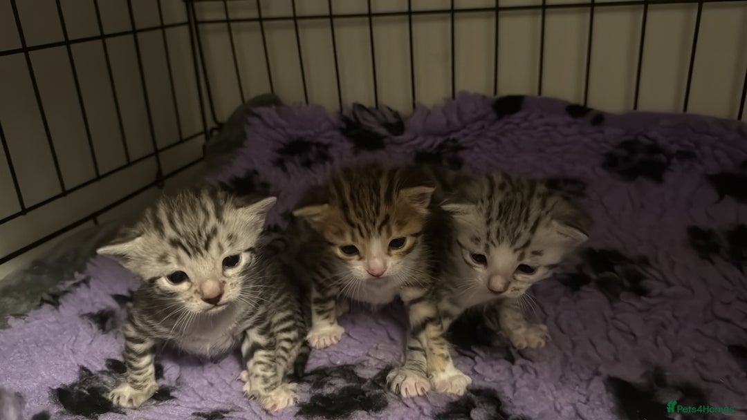 Bengal cats for sale: Stunning silver bengal cross - Image 15