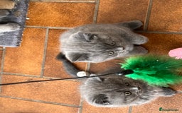 British Shorthair cats for sale: Gorgeous British shorthaired kittens - Image 10
