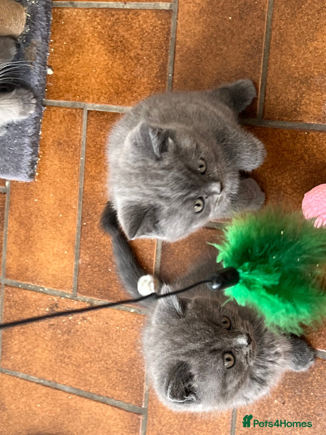 British Shorthair cats for sale: Gorgeous British shorthaired kittens - Image 10