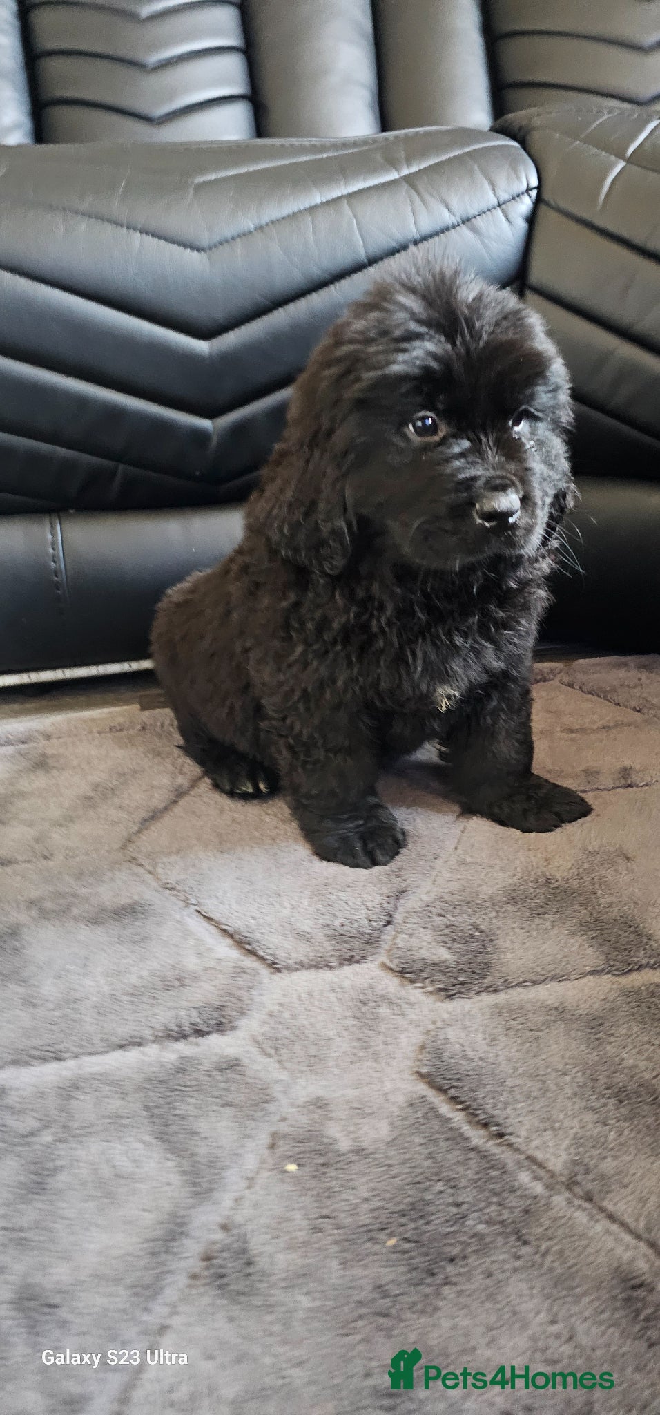 Newfoundland dogs Newfoundland pups for sale - Advert 1