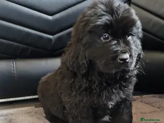 Newfoundland dogs Newfoundland pups for sale - Advert 2