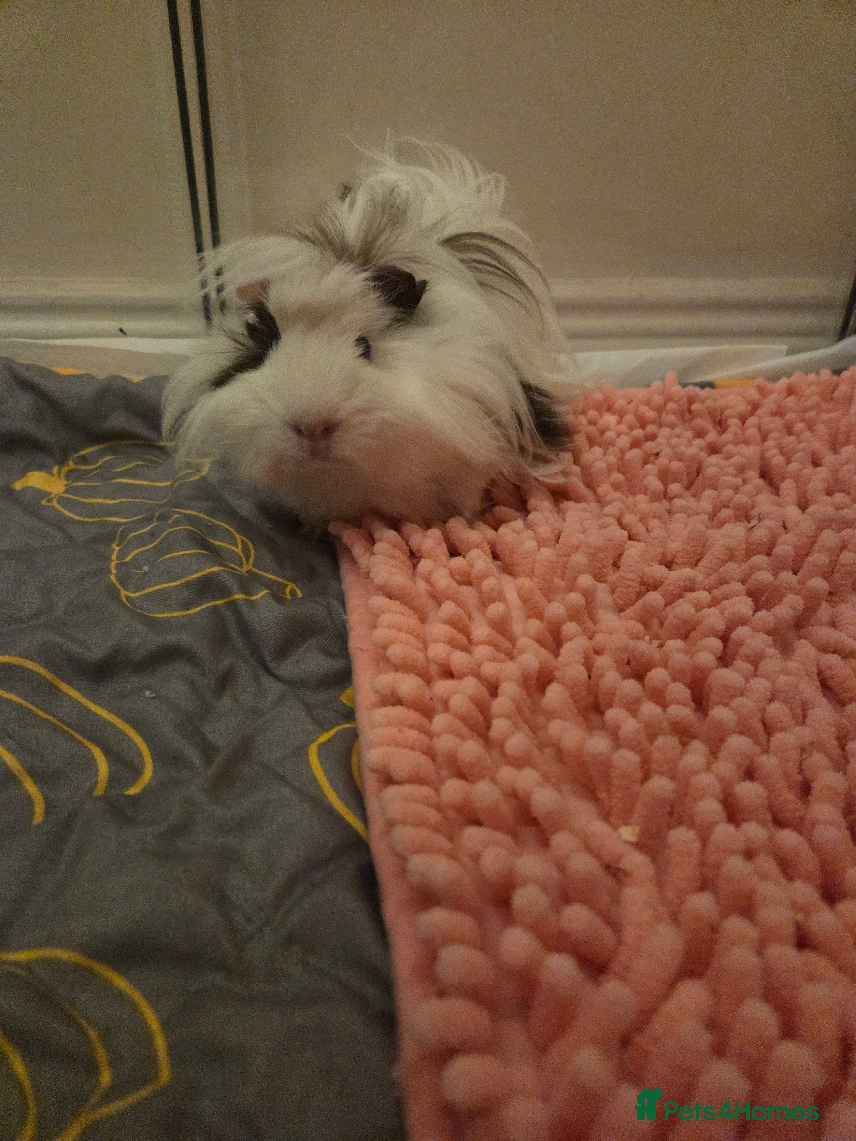 Guinea Pig rodents 2 male guinea pigs  in Montrose - Advert 3