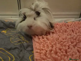 Guinea Pig rodents 2 male guinea pigs in Montrose - Advert 3