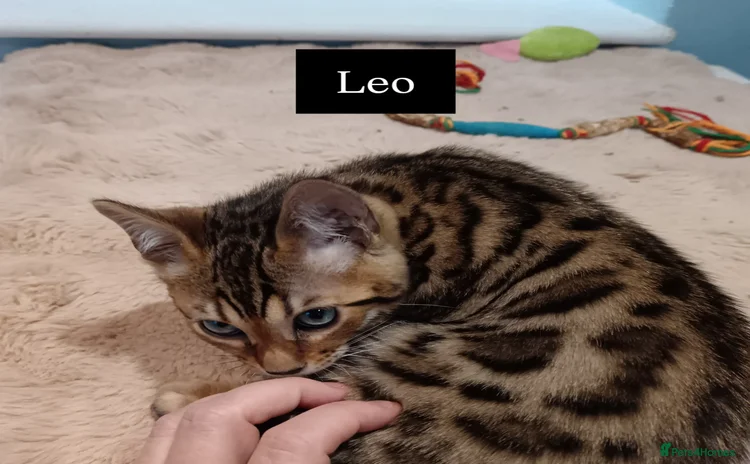 Bengal cats - Advert 3
