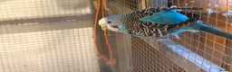 Budgerigars birds for sale: Young Budgies for sale - Advert 8