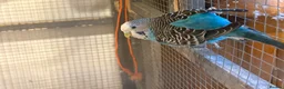 Budgerigars birds for sale: Young Budgies for sale - Advert 8