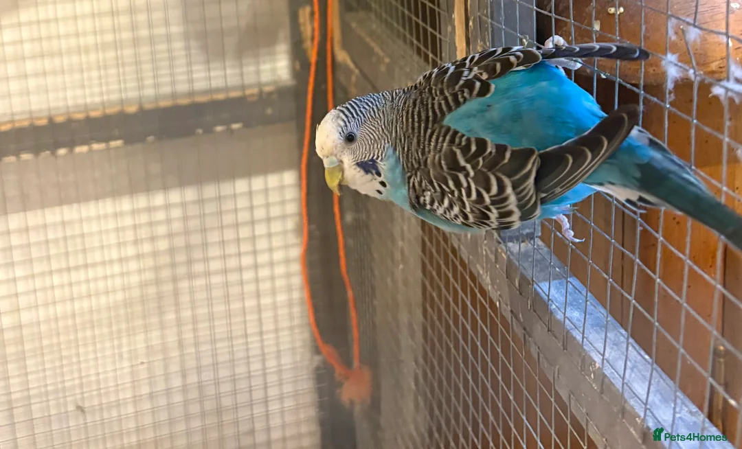 Budgerigars birds for sale: Young Budgies for sale - Advert 8
