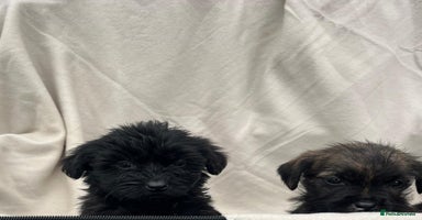 Yorkiepoo dogs - Advert 10