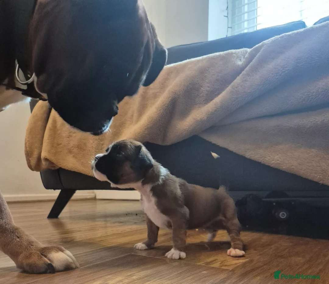Boxer dogs for sale: STUNNING KC BOXER PUPPIES WITH CHAMPION BLOODLINES - Advert 1