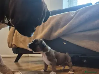 Boxer dogs STUNNING KC BOXER PUPPIES WITH CHAMPION BLOODLINES - Advert 2