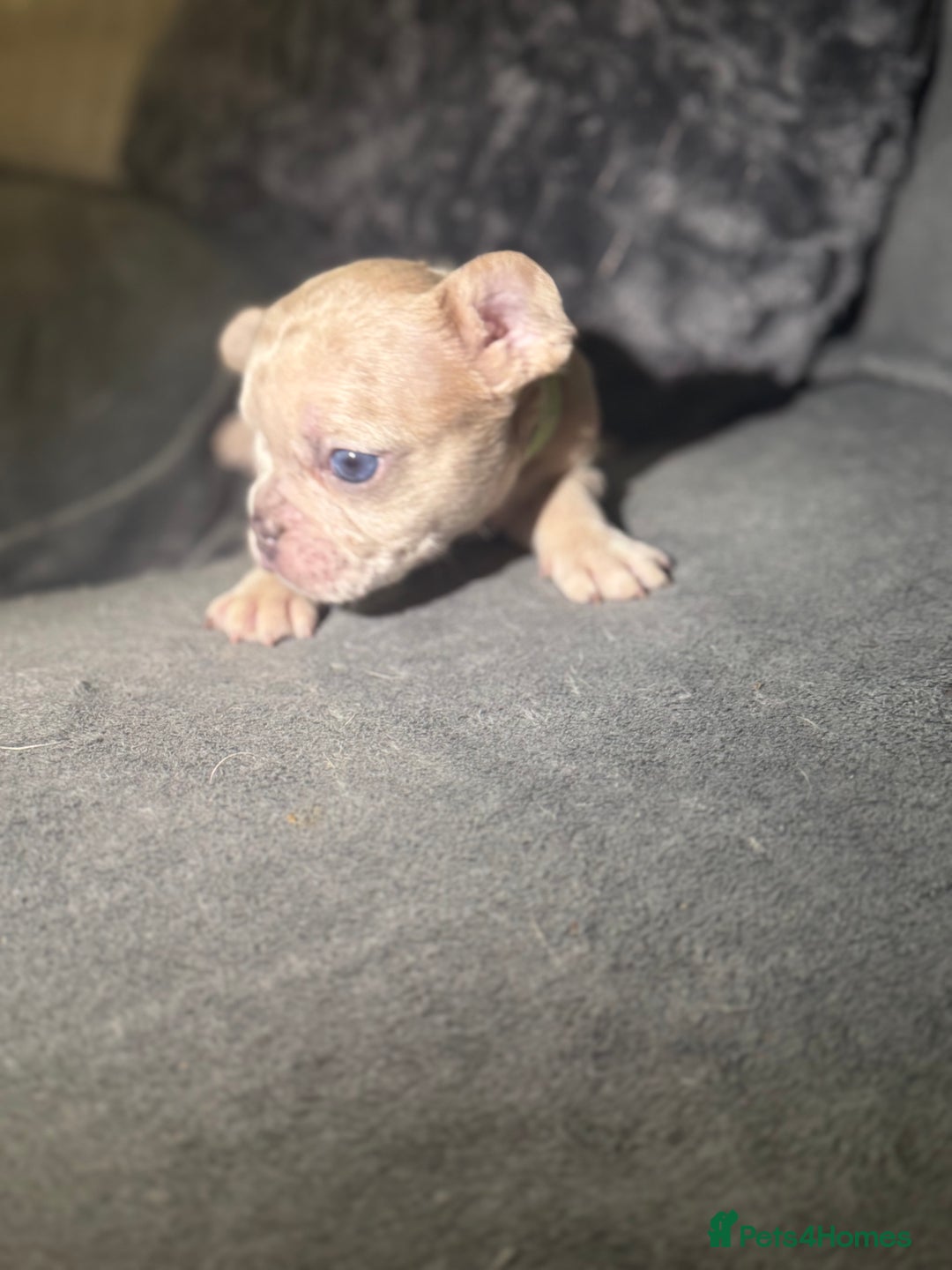 French Bulldog dogs for sale: French Bulldog Puppies–Looking for Forever Homes - Advert 8