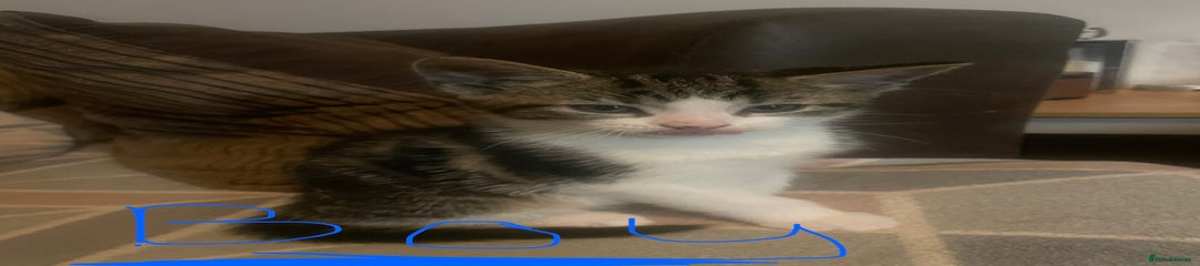 Domestic Shorthair Kitten 3