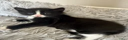 British Shorthair cats for sale: Girl kitten - Advert 8