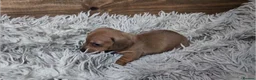 Miniature Dachshund dogs for sale: Mini Dachshund Puppies KC Ready start of March 🐾 - Advert 26