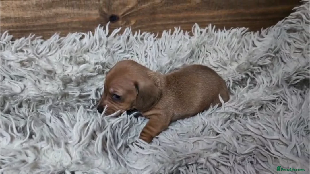 Miniature Dachshund dogs for sale: Mini Dachshund Puppies KC Ready start of March 🐾 - Advert 26