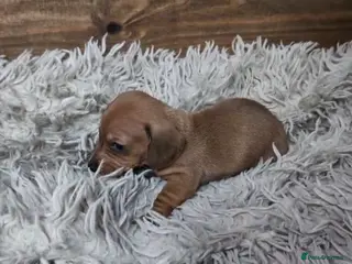 Miniature Dachshund dogs KC registered Smooth Hair Mini Dachshund Puppies - Advert 5