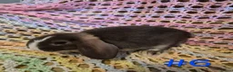 Mini Lop rabbits for sale: 7 Cute Baby Mini Lop Rabbits - Advert 11
