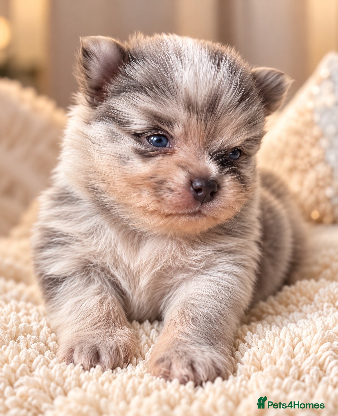 Pomeranian dogs for sale: 💙 Blue Merle Teddy Bear Pomeranian Boy 🧸 - Advert 1