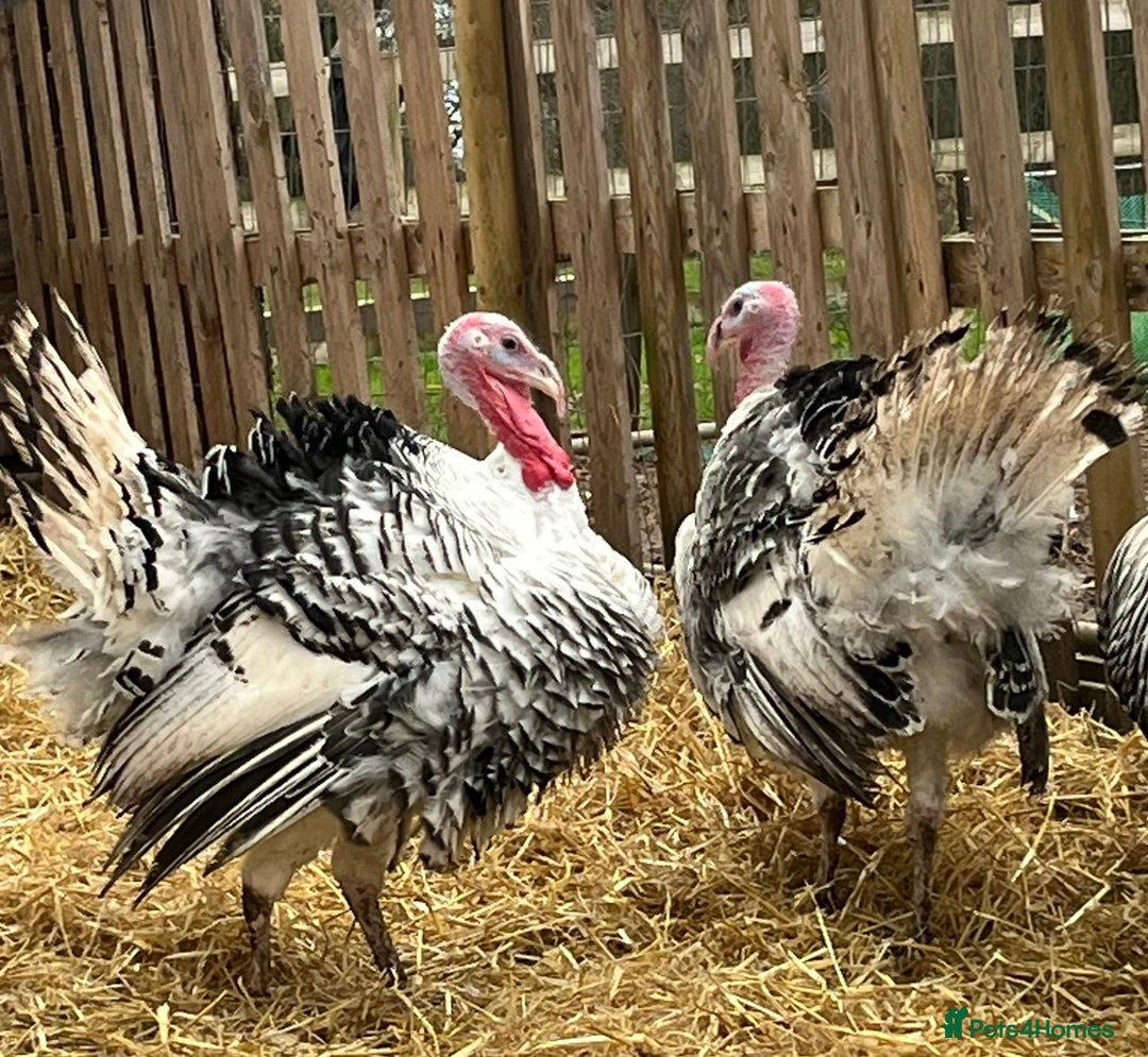 Turkeys poultry for sale: Crollwitzer Turkey stag  - Advert 1