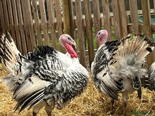 Turkeys poultry Crollwitzer Turkey stag - Advert 1