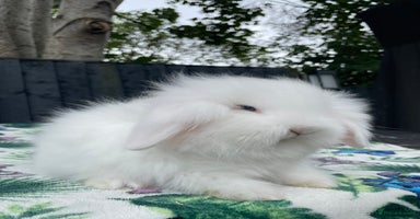 Mini Lion Lop rabbits - Advert 14