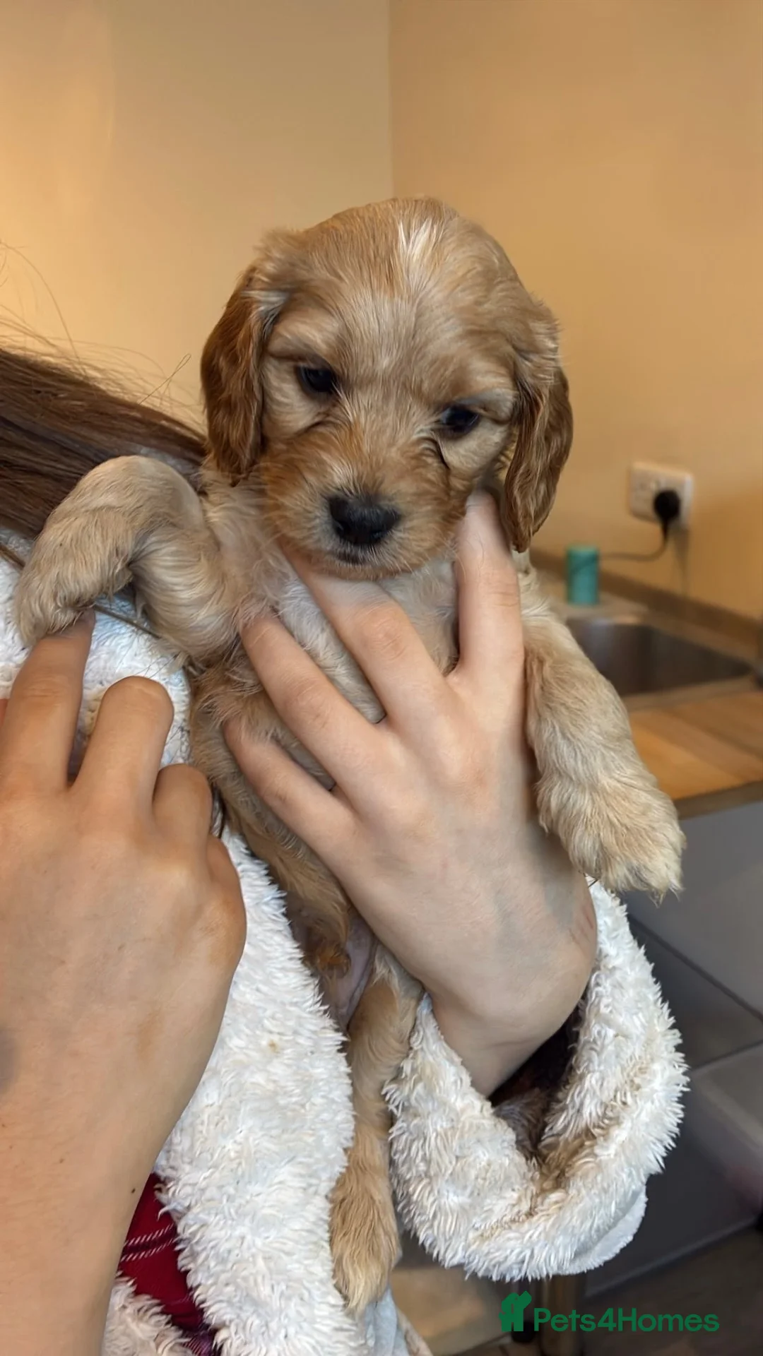 Mixed Breed dogs for sale: Cocker Spaniel hybrid puppies  - Advert 1