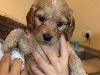 Mixed Breed dogs Cocker Spaniel hybrid puppies - Advert 1