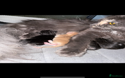 Maine Coon cats for sale: Tica registered Maine Coons from champion lines  - Image 13
