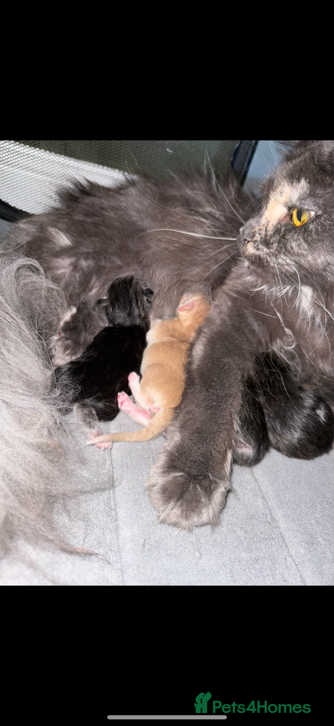 Maine Coon cats for sale: Tica registered Maine Coons from champion lines  - Image 13