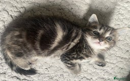 Maine Coon cats for sale: Adorable Tabby Kittens Looking for New Homes 🐾💕” - Image 4