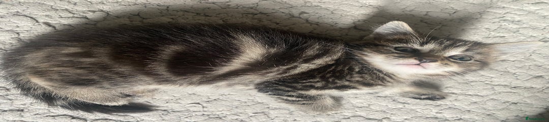 Tabby Kitten 1