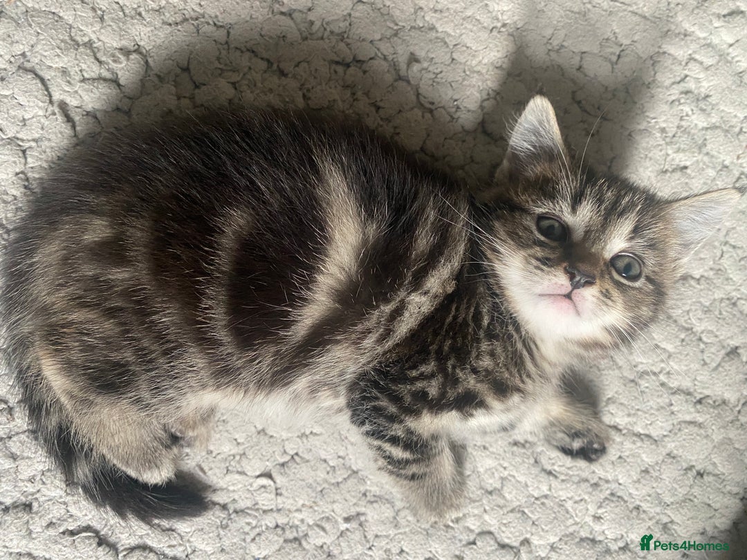 Maine Coon cats for sale: Adorable Tabby Kittens Looking for New Homes 🐾💕” - Image 4